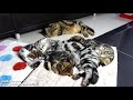 Cute Fluffy Kittens And Cutest Mom Cat Relaxing, Sleeping And Hug.