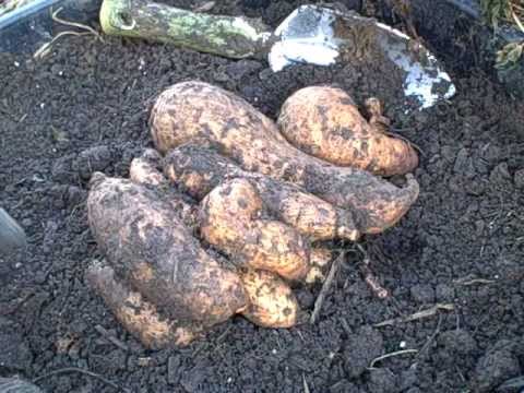 how to grow sweet potatoes in a containers