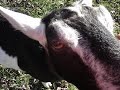 Novemver Barnyard