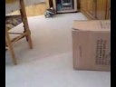 chat qui dechir un carton