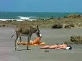 ::El Burro Atrevido::