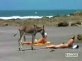 ::El Burro Atrevido::