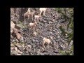 big horn sheep Rocky Mountain National Park ...