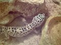 My Herpetology Photo\