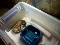 New Animal !