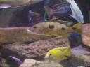 180 gallon Malawi Tank, BIG Haps/Preditors, Peacocks and more!
