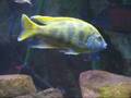 180 gallon Malawi Tank, BIG Haps/Preditors, Peacocks and more!