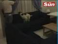 Madeleine Mccann - Eddie & Keela dogs