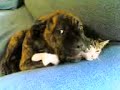 cane dog e gatto cat mai visti al mondo,robertino..no_sch3me