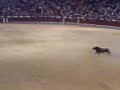 bull_dodging
