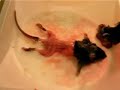 Dissecting sciatic nerve from mouse Dissecting sciatic nerve from mouse