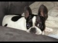 I can't defeat a French Bulldog.(Funny)