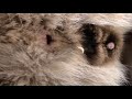 The  amazing tapeworm segment