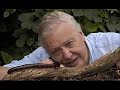 Homenagem � Sir David Attenborough