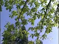 Cacciatori di Piante - II Parte