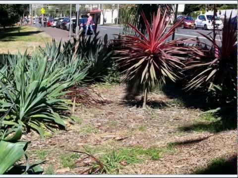 how to care for cordyline australis