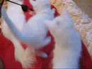 Maine Coon kittens 7 weeks playing