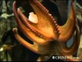Octopus Predicts World Cup Winners
