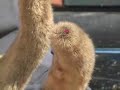 Taxidermy Talk-Velvet Care