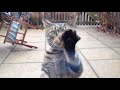 Best funny Kitty Cat cleaning windows
