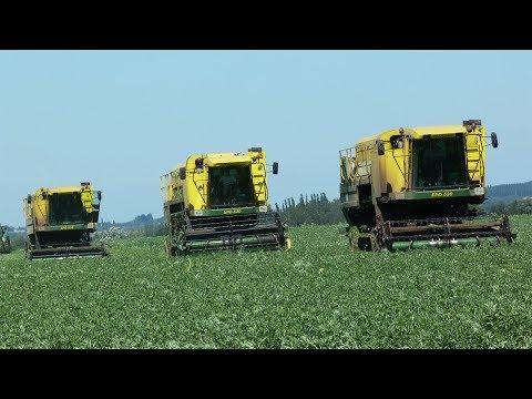 how to harvest fava beans