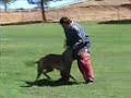 Mac - French Ring Training