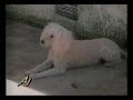 talking dog...really!