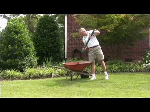 how to fertilize mondo grass