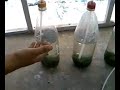 Algae Photobioreactor by Prabuddh MIshra Algae Photobioreactor by Prabuddh MIshra