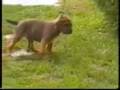 videos de Tosa Inu  puppy with deformed  legs from Imperial Tosa kennel