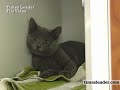 SPCA says \ SPCA says \