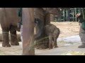 Ha cinque giorni “Mr Shuffles”, l’elefantino nato allo zoo di Taronga