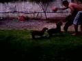 Por isso que temos 4 dogs