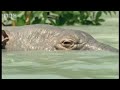 Beasts hunting - BBC