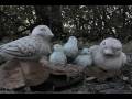 abbesses birdy nam nam
