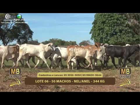 552� LEIL�O VIRTUAL MB LEIL�ES