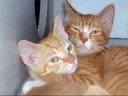 The 2008 LA/SPCA Howling Success