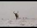 A Wapiti called Buddy