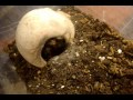 Tarantula Feeding Video 85