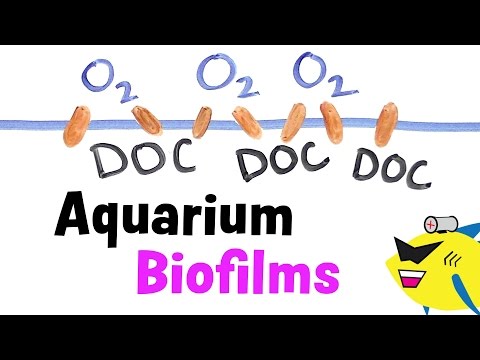 how to eliminate biofilm