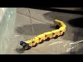The amphibian Salamander and Snake robot developped at the BIRG lab. of the EPFL presented at the Wired NextFest event. Los Angeles 2007