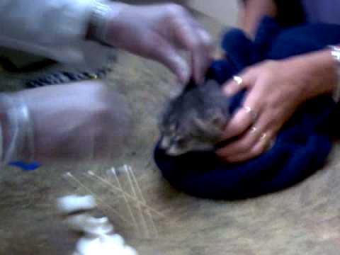 how to eliminate ear mites in cats
