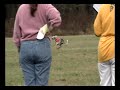 ASFA Trial  Saluki Lure Coursing