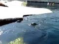 videos de Seaquarium du Grau du roi Part 4