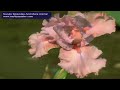 Naruto Episodes And More Anime!.mov
