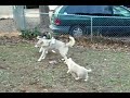 Wolves Wayah and Rowen Play