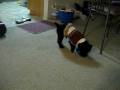 videos de Beeru loves his new toy