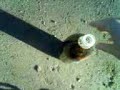 Mentos + cola light