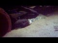 videos de Pleco feeding time#2