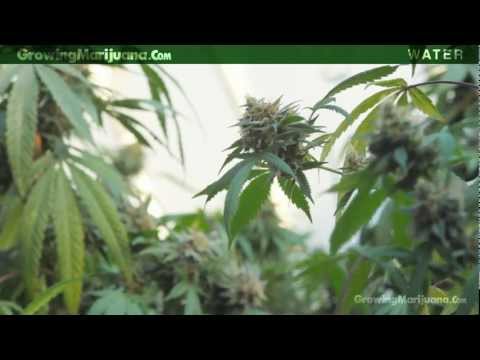 how to measure mg of thc